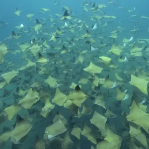 Pacific Cownose Ray School Print Pacific Cownose Ray School Print