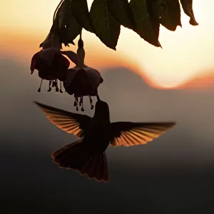 Hummingbird (Trochilidae) feeding on flower, silhouetted at sunset, Talamanca mountains