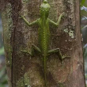 Hump-nosed Lizard Print, Sinharaja Forest Reserve, Sri Lanka Hump-nosed Lizard Print, Sinharaja Forest Reserve, Sri Lanka