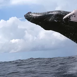 Humpback whale breaching {Megaptera novaengliae} Dominican Republic, Caribbean