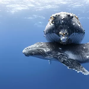 Humpback whale calf (Megaptera novaeangliae) male resting beneath his resting mother