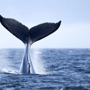 Humpback Whale (Megaptera novaeangliae) tail slapping, tail lob, lobtailing. Vancouver Island