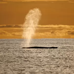 Humpback whale (Megaptera novaeangliae) blowing at sunset, Disko Bay, Greenland