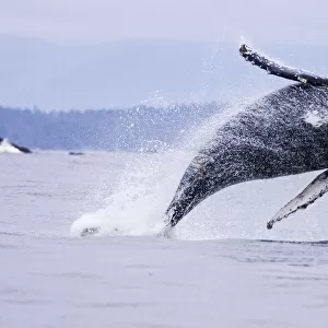 Humpback whale (Megaptera novaeangliae), breaching, Barkley Sound, Vancouver Island