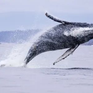 Humpback whale (Megaptera novaeangliae), breaching, Barkley Sound, Vancouver Island Humpback whale (Megaptera novaeangliae), breaching, Barkley Sound, Vancouver Island