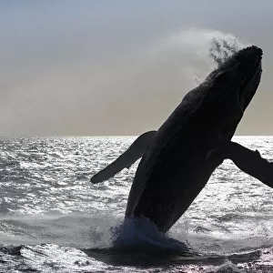 Humpback whale (Megaptera novaeangliae) breaching, Baja California, Mexico