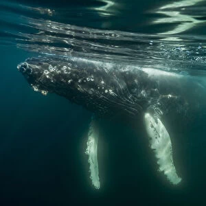 Humpback whale (Megaptera novaeangliae), Bay of Fundy, Canada. November