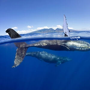 Humpback whale (Megaptera novaeangliae), mother and calf swimming just below surface
