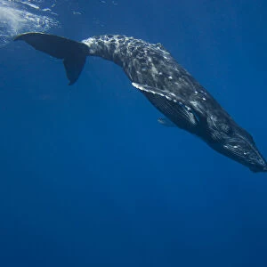 Humpback Whale (Megaptera novaeangliae) beginning a deep dive. Hawaii