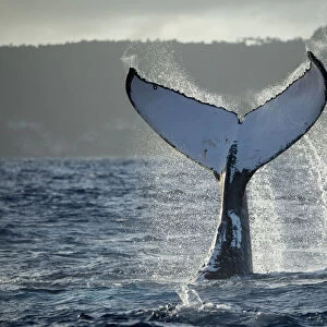 Humpback whale (Megaptera novaeangliae) tail fluke, Vava u, Tonga