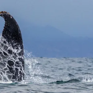 Humpback whale (Megaptera novaeangliae), with flipper raised in the air above water