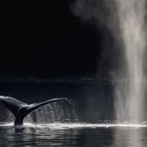 Humpback Whale (Megaptera novaeangliae) blowing or spouting and fluking, Southeast Alaska