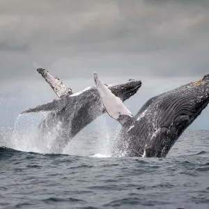 Humpback whale (Megaptera novaeangliae) two breaching at the same time together, Puerto Lopez