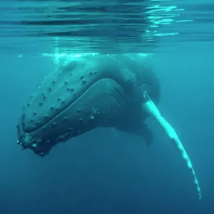 Humpback whale (Megaptera novaeangliae) just under surface, off Shetland, Scotland, UK