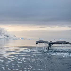 Humpback whale (Megaptera novaeangliae) fluke Antarctic Peninsula, Antarctica