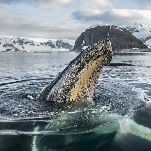 Humpback whale (Megaptera novaeangliae) spyhoping, Antarctic Peninsula, Antarctica