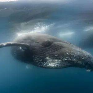 Humpback whale (Megaptera novaeangliae), Antarctic Peninsula, Antarctica Humpback whale (Megaptera novaeangliae), Antarctic Peninsula, Antarctica