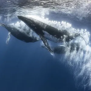 Humpback whale (Megaptera novaeangliae) heat run with seven males, male blowing bubbles