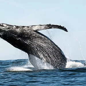 Humpback whale (Megaptera novaeangliae) breaching, near Hout Bay, South Africa