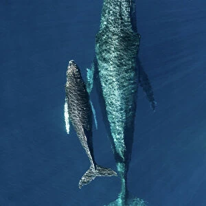 Humpback whale (Megaptera novaeangliae) female and calf, aerial view