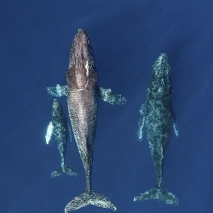 Humpback whale (Megaptera novaeangliae), mother and calf with male escort, aerial view Humpback whale (Megaptera novaeangliae), mother and calf with male escort, aerial view