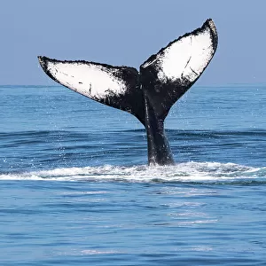 Humpback whale (Megaptera novaeangliae) tail fluke above water surface, San Jose Port, Escuintla, Guatemala, Pacific Ocean