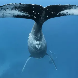 Humpback whale (Megaptera novaeangliae), fluke of female with male calf playing below, Vava'u, Tonga, Pacific Ocean Humpback whale (Megaptera novaeangliae), fluke of female with male calf playing below, Vava'u, Tonga, Pacific Ocean