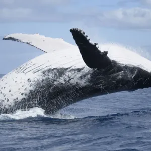 Humpback whale (Megaptera novaeangliae) adult female breaching, Vava u, Tonga Humpback whale (Megaptera novaeangliae) adult female breaching, Vava u, Tonga