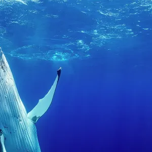 Humpback whale (Megaptera novaeangliae) ascending to surface, Tubuai, French Polynesia, Pacific Ocean Humpback whale (Megaptera novaeangliae) ascending to surface, Tubuai, French Polynesia, Pacific Ocean