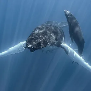 Humpback whale (Megaptera novaeangliae australis) female, stationary with calf heading to surface for breath of air. Vava'u, Tonga, South Pacific