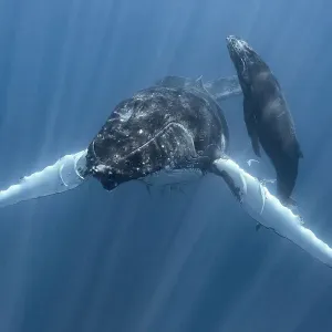 Humpback Whale Mother and Calf Print Humpback Whale Mother and Calf Print