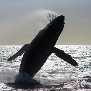 Humpback whale (Megaptera novaeangliae) breaching, Baja California, Mexico Humpback whale (Megaptera novaeangliae) breaching, Baja California, Mexico