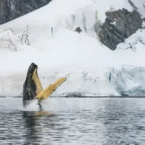 Humpback whale (Megaptera novaeangliae) breaching, Antarctic Peninsula, Antarctica Humpback whale (Megaptera novaeangliae) breaching, Antarctic Peninsula, Antarctica