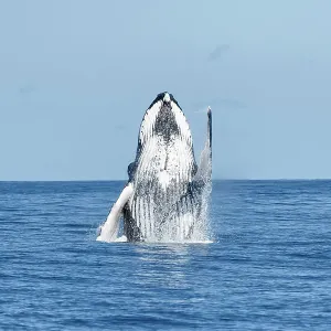 Humpback whale (Megaptera novaeangliae) breaching, Vava'u, Tonga, South Pacific Humpback whale (Megaptera novaeangliae) breaching, Vava'u, Tonga, South Pacific