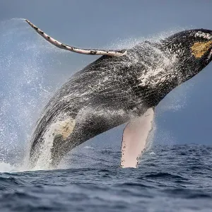 Humpback whale (Megaptera novaeangliae) breaching, Manabi, Ecuador, Pacific Ocean Humpback whale (Megaptera novaeangliae) breaching, Manabi, Ecuador, Pacific Ocean