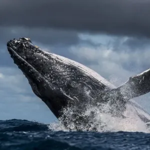 Humpback Whale (Megaptera novaeangliae) breaching during annual sardine run, Port St Johns Humpback Whale (Megaptera novaeangliae) breaching during annual sardine run, Port St Johns