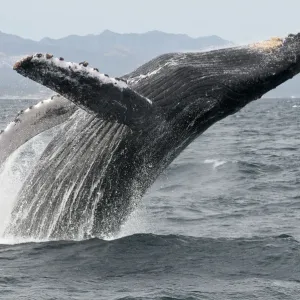 Humpback whale breaching print, Sea of Cortez Humpback whale breaching print, Sea of Cortez