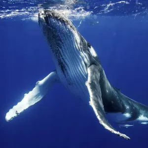 Humpback Whale (Megaptera novaeangliae) calf. Tonga, South Pacific, September Humpback Whale (Megaptera novaeangliae) calf. Tonga, South Pacific, September