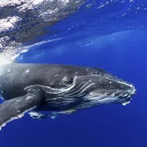 Humpback Whale (Megaptera novaeangliae) calf. Tonga, South Pacific, September Humpback Whale (Megaptera novaeangliae) calf. Tonga, South Pacific, September