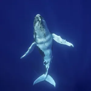Humpback Whale (Megaptera novaeangliae) calf, Tonga, South Pacific, September Humpback Whale (Megaptera novaeangliae) calf, Tonga, South Pacific, September