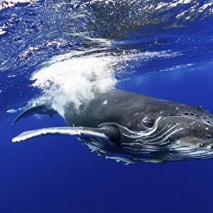 Humpback Whale (Megaptera novaeangliae) calf. Tonga, South Pacific, September