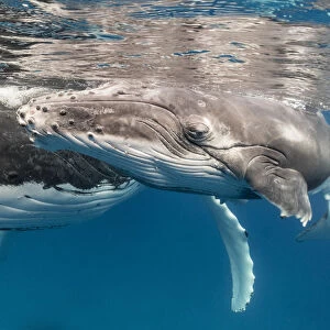 Humpback whale (Megaptera novaeangliae) calf, Vava u, Tonga