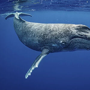 Humpback whale (Megaptera novaeangliae) calf, Moorea, French Polynesia, Pacific Ocean