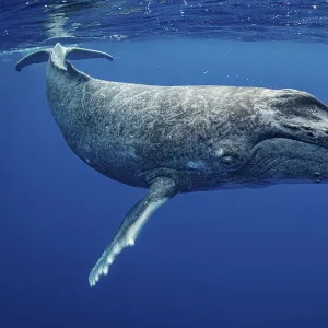 Humpback whale (Megaptera novaeangliae) calf, Moorea, French Polynesia, Pacific Ocean