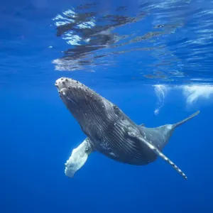 Humpback whale (Megaptera novaeangliae) calf near the surface, Hawaii Humpback whale (Megaptera novaeangliae) calf near the surface, Hawaii