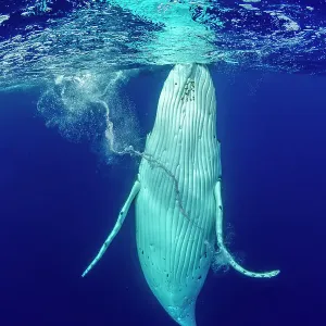 Humpback whale (Megaptera novaeangliae) coming to the surface and forming a whirlpool with its flipper, Tubuai, French Polynesia, Pacific Ocean Humpback whale (Megaptera novaeangliae) coming to the surface and forming a whirlpool with its flipper, Tubuai, French Polynesia, Pacific Ocean