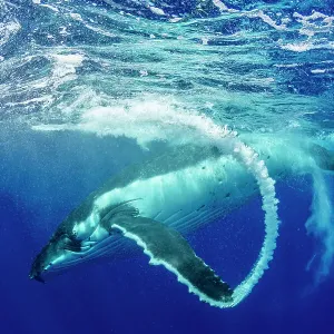 Humpback whale (Megaptera novaeangliae) creating bubble arc with fin after surfacing, Tubuai, French Polynesia, Pacific Ocean Humpback whale (Megaptera novaeangliae) creating bubble arc with fin after surfacing, Tubuai, French Polynesia, Pacific Ocean