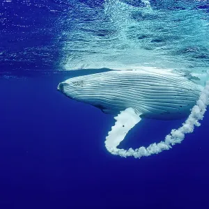 Humpback whale (Megaptera novaeangliae) creating bubble arc with fin at waters surface, Tubuai, French Polynesia, Pacific Ocean Humpback whale (Megaptera novaeangliae) creating bubble arc with fin at waters surface, Tubuai, French Polynesia, Pacific Ocean