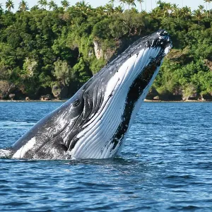 Humpback whale (Megaptera novaeangliae) executing a forward face-flop breach, Vava'u, Tonga, South Pacific Humpback whale (Megaptera novaeangliae) executing a forward face-flop breach, Vava'u, Tonga, South Pacific