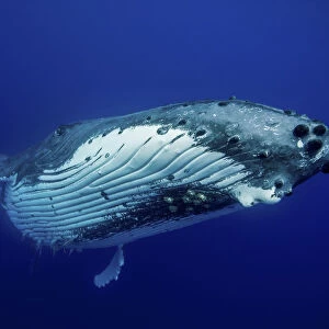 Humpback Whale (Megaptera novaeangliae) female. Tonga, South Pacific, September